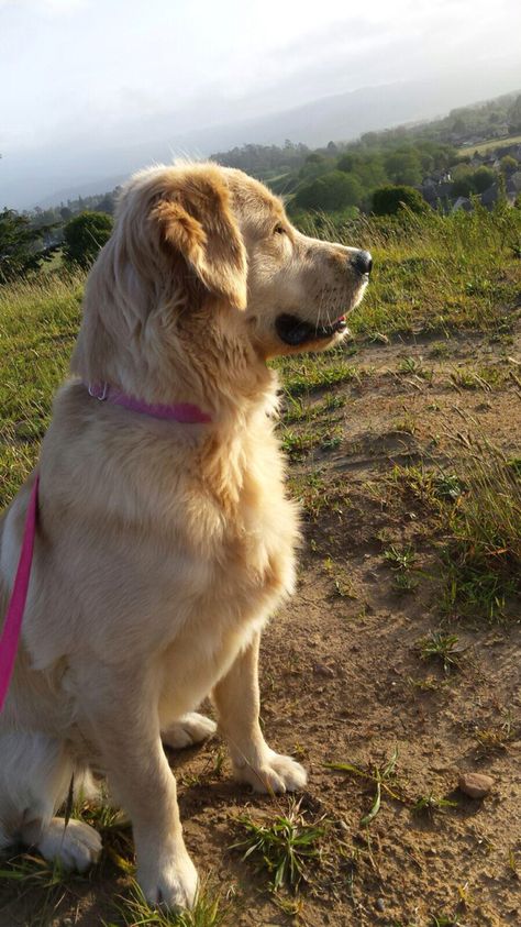 Winnie, 8 month old golden retriever Old Golden Retriever, Ellie Mae, Cute Dog Pictures, Golden Dog, Girls Best Friend, Dog Pictures, Dog Lover, Dogs And Puppies, Golden Retriever