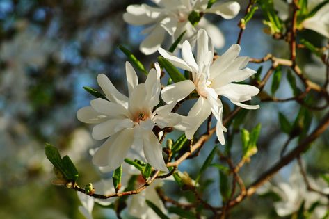 Star Magnolia Guide: How to Grow and Care for Star Magnolias - 2022 - MasterClass Star Magnolia Shrub, Star Magnolia Tree, Magnolia Shrub, Trees For Small Gardens, Magnolia Bush, Star Magnolia, Short Trees, Japanese Magnolia, Weeping Trees