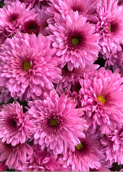 Falling for Mums - Neil Sperry's GARDENS November Flower, Potted Mums, Blog Wallpaper, Mums Flowers, Beautiful Pink Flowers, Wonderful Flowers, Chrysanthemum Flower, Beautiful Flowers Wallpapers, Garden Soil