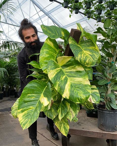 Broadway T. Plants & Designs on Instagram: “Big Leaf Golden Pothos in the shop now 🤩 Have you ever seen one this big? 🌱Pothos are easy going, great looking, versatile plants. They can…” Tropical Vines, Indoor Plants Low Light, Tree Surgeons, Golden Pothos, Forest Canopy, Pothos Plant, Hedge Trimmers, Garden Maintenance, Big Leaves