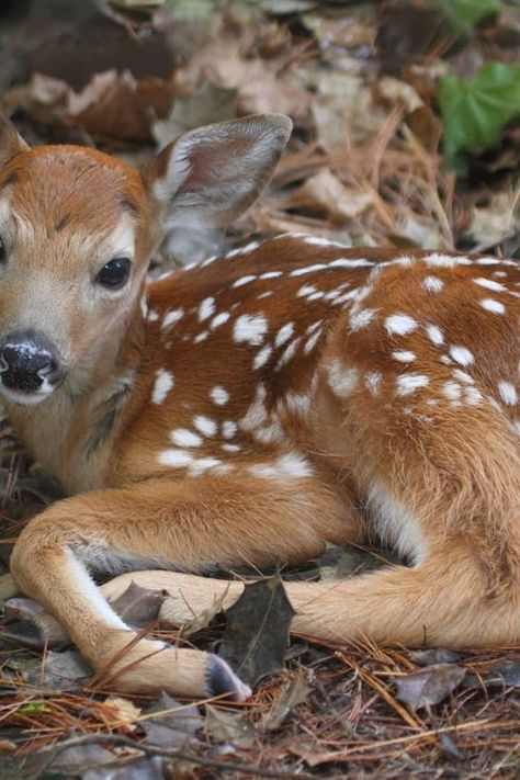 Baby Animals Cute, Deer Doe, Roe Deer, Siberian Tiger, Animals Cute, Whitetail Deer, Baby Deer, Soft Rug, Cuteness Overload