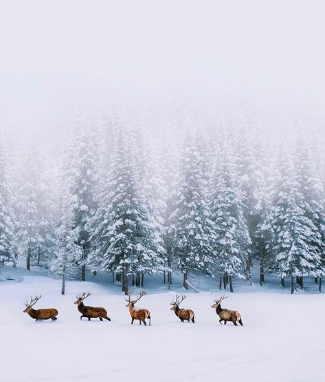 Us Vacation Destinations, Reindeer In Snow, Vacation Destinations In The Us, Cheap Vacation Destinations, White Backround, Cheap Vacation, California Cool, Vacation Destinations, Winter White