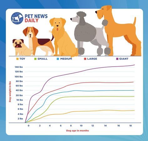 Puppy Weight Chart Printable, Puppy Socialization Schedule, Dog Weight Chart, We Rate Dogs 15/10, How To Discipline A Puppy, Puppy Growth Chart, Walker Hound, Leg Machine Workout, Flabby Arm Workout