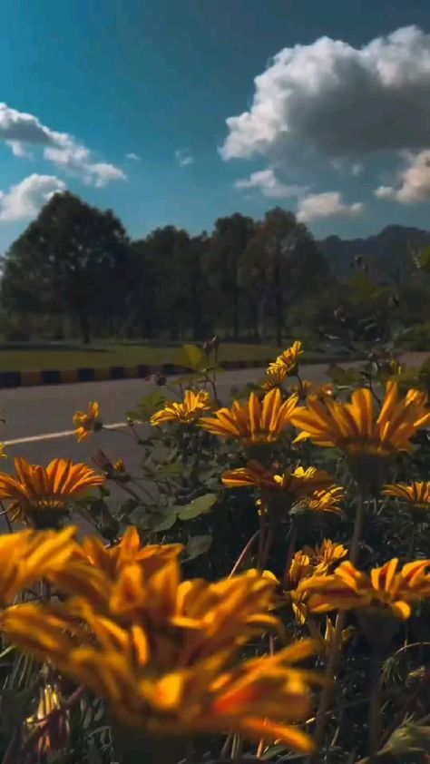 Beautiful Backgrounds For Editing, Flower Videos Nature, Flowers Background Video, Nature Videos For Status, Flowers Aesthetic Video, Background For Video Editing, Asethic Videos, Background Vedios, Aesthetic Background Video