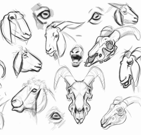 Sheep Head Reference, Goat Head Reference, Goat Anatomy Drawing, Goat Reference Drawing, How To Draw A Goat, Sheep Head Drawing, Goat Drawing Sketch, Goat Head Art, Goat Head Drawing