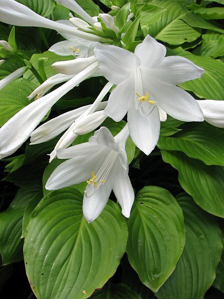 White Hosta, Hosta Plantaginea, Hosta Flower, Geranium Macrorrhizum, Plantain Lily, Hosta Varieties, Perennial Grasses, Hosta Gardens, Hosta Plants