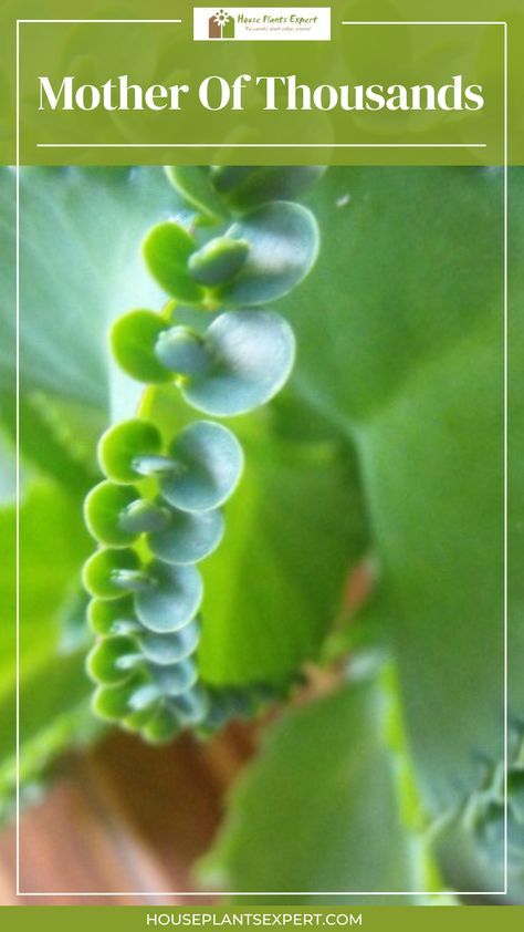 It has long, fleshy, oblong leaves, which grow up to 20 cm long and 3.2 cm wide. They are green on top and slightly purple underneath. The edges of the leaves have small bulbs, which contain plantlets. These can turn into roots, while still attached to the plant. Alligator Plant, Plants Types, Mother Of Thousands, New Year Wishes Quotes, Wishes Quotes, New Year Wishes, Small Animals, Types Of Plants, Infants