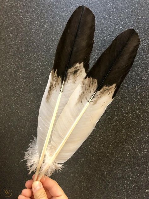 Eagle Feather Art, Eagle Feather Tattoo Native American, Eagle Feather Drawing, Native American Feather Art, Eagle Feather Tattoo, Bald Eagle Feather, Feathers Drawing, Revolutionary Soldier, Eagle Feather Tattoos