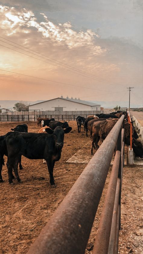 Vintage Country Aesthetic Wallpaper, Cattle Ranch Aesthetic, Farming Aesthetic, Farm Life Aesthetic, Aesthetic Farm, Farm Animal Decor, Cowboy Vibes, Western Aesthetic Wallpaper, Western Wallpaper Iphone