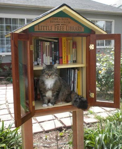 22 Little Free Libraries That Will Make Your Heart Happy - BOOKGLOW Bookstore Cats, Book House, Little Library, Free Library, Cat Books, Cute Kittens, Book Nooks, Pretty Cats, Crazy Cat Lady