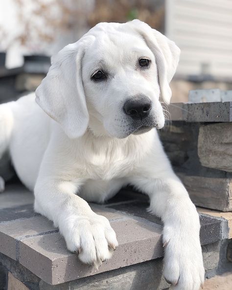 Sweet White English puppy Everest White Labrador Retriever, Labrador White, White Labrador Puppy, English Lab Puppies, White Retriever, Cute Fluffy Puppies, White Labrador, Big Puppies, Lab Dogs