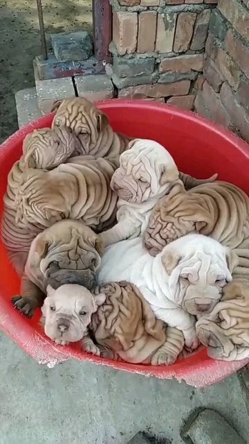 Shar Pei on Instagram: "Are Shar Pei lovers here? 📷: TikTok @ pigeonturkey ( Plz DM for credits or removal ) 🔸🔸 👨‍👨‍👦‍👦 👫⤵ Double tap & tag your friend Below! 💖 💗 😍😍😍😍 🔔 Turn Post Notification On * Follow our for more beautiful pictures! 👉 If you want one of those shirts you'll find the link on my BIO. Thank you so much ❤️ ➖ #sharpei #sharpeisofinstagram #sharpeirescue #sharpeiforever #sharpeisofinsta #sharpeidaily #sharpeiclub #sharpeimix #sharpeiinsta #sharpeioftheworld #sharpe Shar Pei Mix, Baby French Bulldog, Fluffy Bed, Shar Pei Puppies, Round Dog Bed, Expensive Dogs, Shar Pei Dog, Chinese Shar Pei, Fluffy Bedding