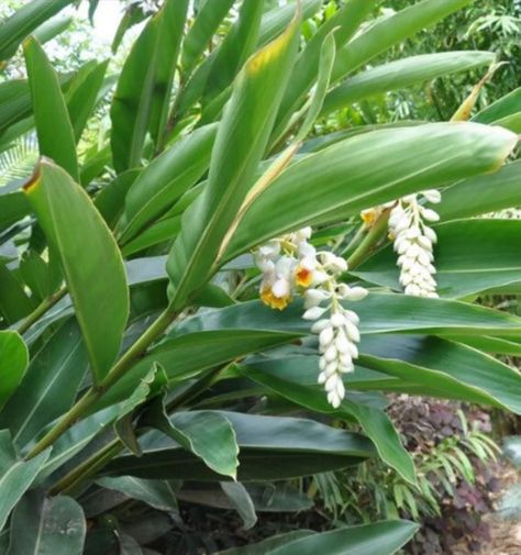 Alpinia zerumbet, commonly known as shell ginger, is a perennial species of ginger native to East Asia. They can grow up to 8 to 10 ft tall and bear colorful funnel-shaped flowers. The shell ginger plant requires full sun or part shade, which means 4 to 6 hours of sunlight a day. It may also be necessary to divide a shell ginger plant from time to time if the rhizomes start to crowd the container. Shell Ginger Plant, Shell Ginger, Ginger Plants, Ginger Plant, Missouri Botanical Garden, Garden Borders, Growing Indoors, Organic Matter, East Asia