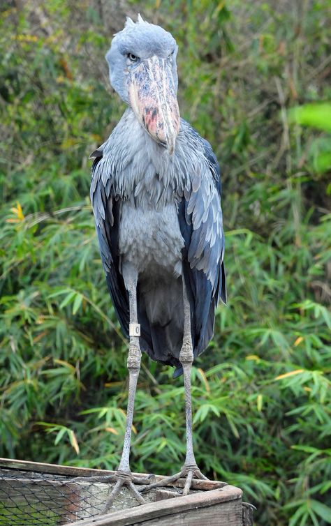 The Shoebill (Balaeniceps rex, also known as Whalehead or Shoe-billed Stork) in Tampa's Lowry Park Zoo (Florida). Canoes, Rare Animals, Shoebill Bird, Balaeniceps Rex, Shoebill Stork, Unique Faces, Rare Birds, Wallpaper Nature, Canoeing