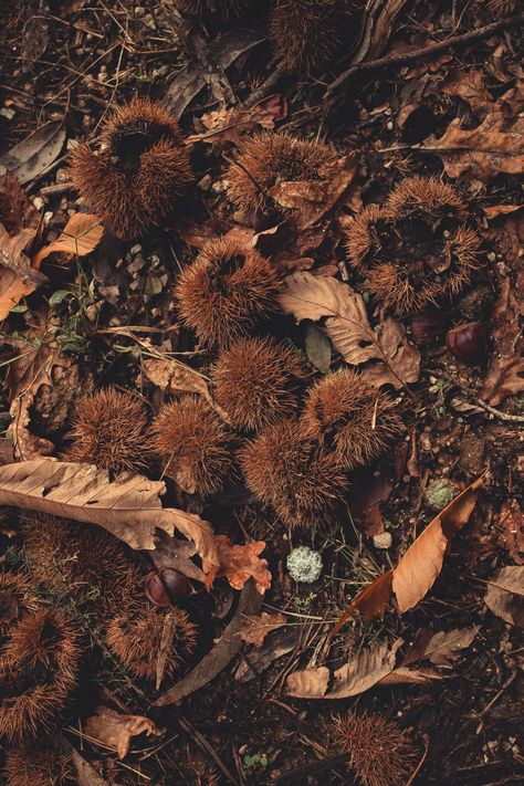 Brown Filter, Leaves On The Ground, Hazel Color, Aesthetic Era, Dry Leaves, Photographer Pictures, Different Aesthetics, Brown Fall, Photography Images