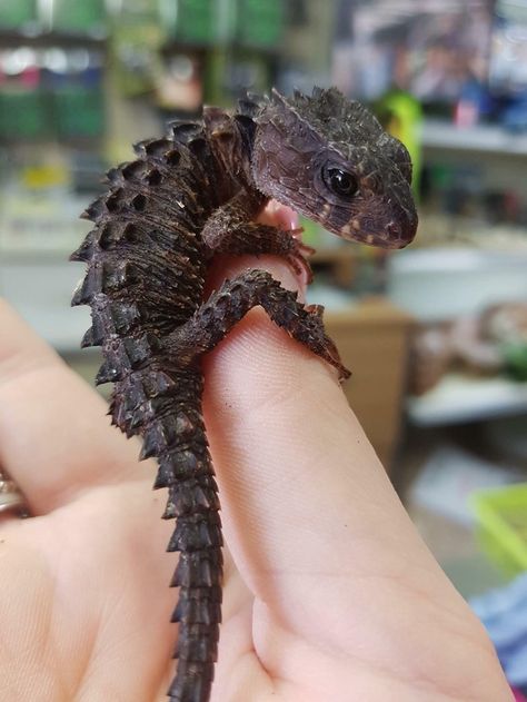 Crocodile Skinks Look Like Tiny Baby Dragons - I Can Has Cheezburger? Cool Looking Animals, Red Eyed Crocodile Skink, Crocodile Skink, Bearded Dragon Funny, Cute Lizard, Cute Reptiles, Pretty Animals, Crocodiles, Reptiles And Amphibians