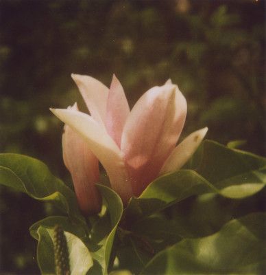 Pink Green Brown Aesthetic, Dull Pink Aesthetic, Wild Rose Aesthetic, Ode To The West Wind, Pinterest Cover Image, Flowers Photography Aesthetic, Pink Flowers Aesthetic, Flower Edit, Nd Filter