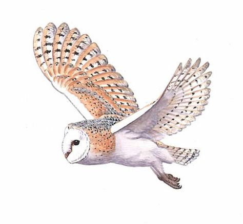 Flying Owl Painting, Flying Owl Illustration, Barn Owl Illustration, Upcycled Ornaments, Side View Drawing, Kinetic Toys, Fly Drawing, Flying Owl, Spotted Owl