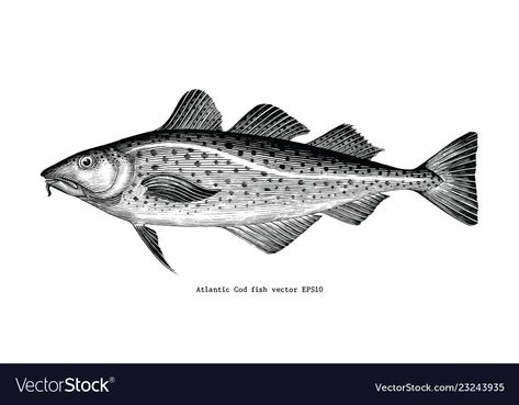 Atlantic Cod, Drawing Vintage, Engraving Illustration, Cod Fish, Fish Drawings, Hand Drawing, High Res, Png Images, Adobe Illustrator