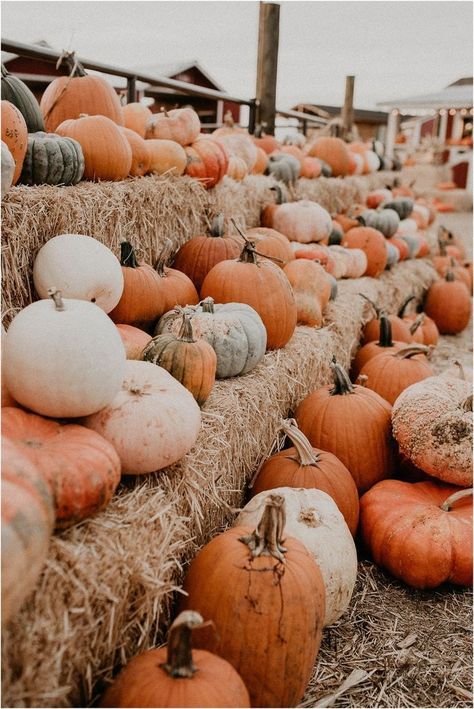 iOS 14 pumpkin patch photo widget fall vibes Vegan Halloween Treat, Peachy Aesthetic, Fall Backgrounds Iphone, October Holidays, Vegan Halloween, Leaves Changing Color, Pumpkin Wallpaper, Cute Fall Wallpaper, Fall Background