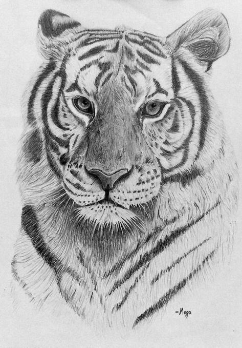 Tiger Art Drawing, Easy Pencil Drawings, Tiger Sketch, Realistic Animal Drawings, Tiger Drawing, Realistic Sketch, Easy Drawing Steps, Pencil Drawings Of Animals, Realistic Pencil Drawings