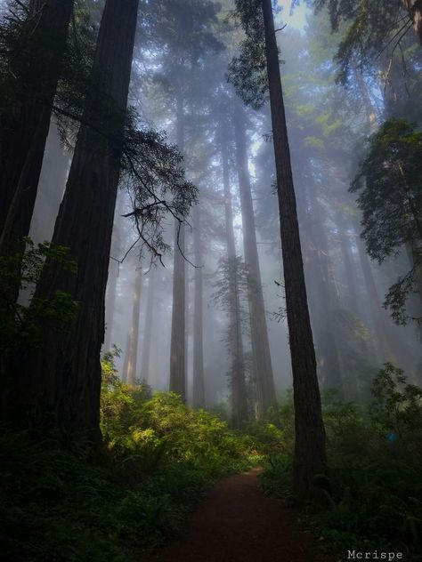 Redwood Forest California, Redwood Forest, Feline, Forest, California