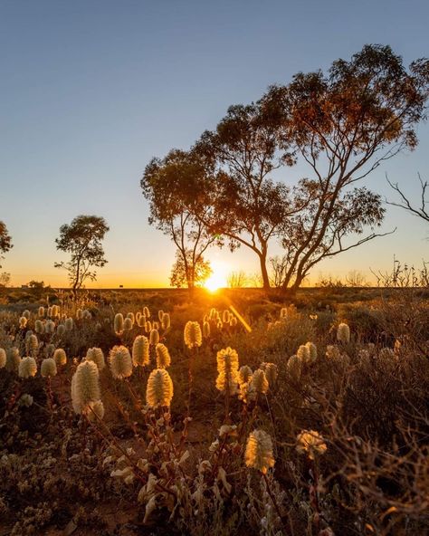 Good evening beautiful Australian Bushland. 🍃 . These are all limited editions, printed and framed in Sydney, Australia. Nature, Australian Sunset, Australia Outback, Outdoors Aesthetic, Skyline Tattoo, Australia Landscape, Large Door, Australian Outback, Sunset Images