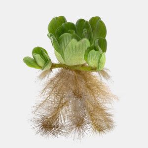 Water Lettuce Pistia Stratiotes, Lettuce Plant, Modern Aquarium, Water Lettuce, Types Of Lettuce, Freshwater Aquarium Plants, Live Aquarium Plants, Live Aquarium, Banana Plants