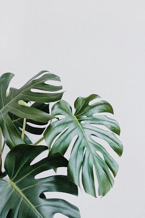 Here's Which Houseplant Should You Get Based On Your Zodiac Sign - Society19 Tropical Leaves Pattern, Bedroom Plants, Plant Wallpaper, Plant Aesthetic, Monstera Plant, Natural Home Decor, Decor Minimalist, Wallpaper Bedroom, Natural Home