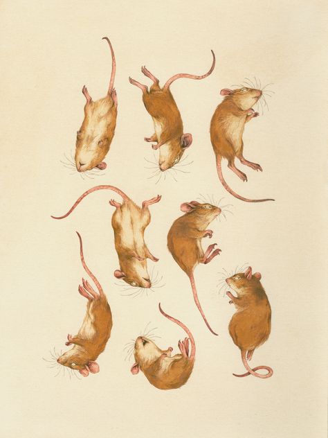 Mice, Rats, Teagan White, Mouse Drawing, Animal Illustration Art, 귀여운 동물, Animal Illustration, Beautiful Artwork, Animal Drawings