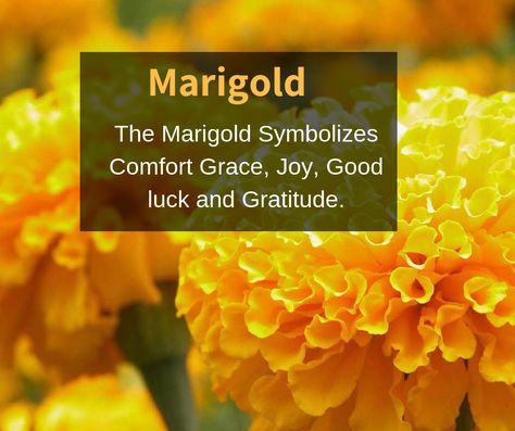 The Marigold Symbolizes Comfort Grace, Joy, Good luck and Gratitude. #flowers #Marigold #flowerfacts Marigold Spiritual Meaning, Marigold Flower Quotes, Marigold Symbolism, Marigold Flower Meaning, Marigold Quotes, Marigold Meaning, Be A Marigold, Marigold Flower Aesthetic, Marigold Name