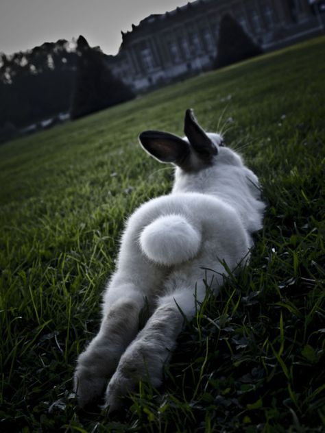 :: bunny butt :: Black Rabbit, Bunny Tail, White Rabbit, Cute Creatures, Sweet Animals, 귀여운 동물, Animals Friends, Cute Bunny, Beautiful Creatures