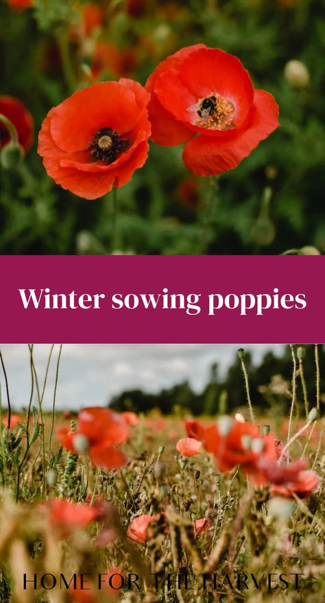 Winter sowing poppies Garden Creek, Poppy Flower Garden, Planting Poppy Seeds, Growing Poppies, Planting Poppies, Cold Climate Gardening, Winter Sowing, Beginner Gardening, Garden Display