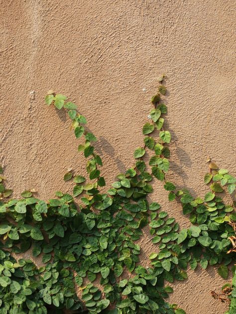 Wall Climbing Plants, Creeping Vines, Creeping Fig, Ivy Wall, Fig Plant, Growing Vines, Creeping Jenny, Garden Decor Ideas, Vine Wall