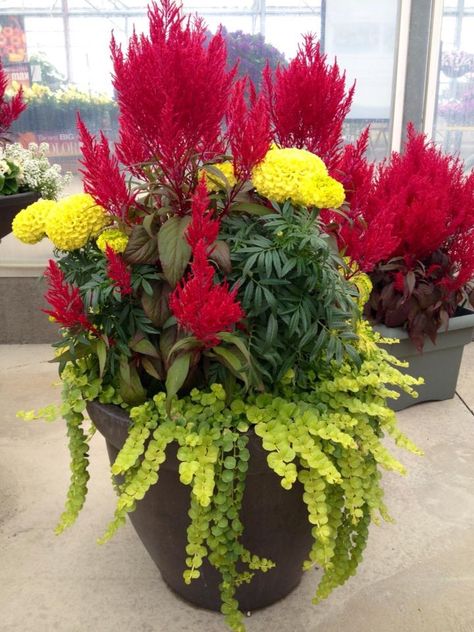 Marigolds, creeping Jenny and  dragons breath. Celosia Planter Ideas, Celosia Flower Pots, Marigold Planter Ideas, Dragons Breath Flower, Dragons Breath Plant, Celosia Flower, Patio Flower Pots, Garden Center Displays, Outdoor Topiary