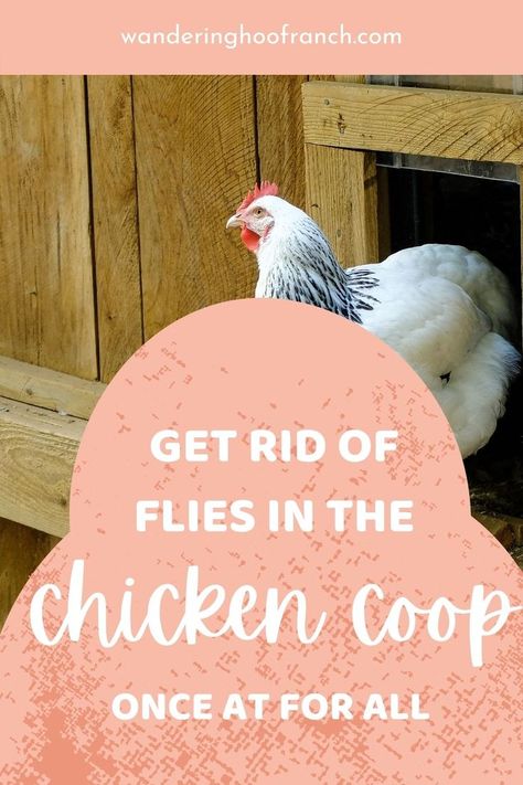 Chicken Coop Fly Spray, Keep Flies Out Of Chicken Coop, How To Keep Flys Out Of The Chicken Coop, How To Get Rid Of Flies In Chicken Coop, Chicken Coop Fly Control, How To Keep Chicken Coop From Smelling, Keeping Chicken Coop Cool In Summer, Diy Chicken Coop Cleaner, Keeping Chicken Coop Clean