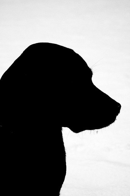 Dog Silhouette - love just the upper body Labrador Silhouette, Portrait Vintage, Black Labs, Animal Silhouette, Labrador Retriever Dog, Dog Silhouette, Black Labrador, Black Lab, Silhouette Art