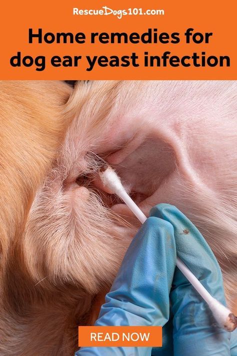 The Secret to Getting Rid of Ear Infections in Your Dog at Home Yeast In Dogs Ears, Itchy Dog Ears, Yeast In Dogs, Ear Drops For Dogs, Dog Ear Mites, Dog Ear Infections, Cleaning Dogs Ears, Dogs Ears, Dog Ear Cleaner