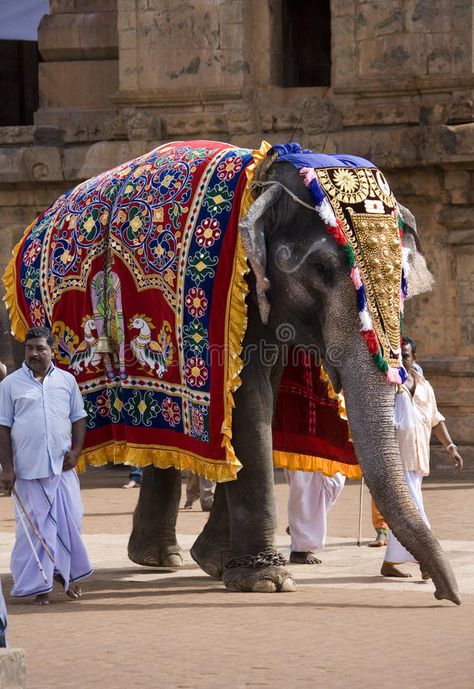 Temple Elephant - Thanjavur - Tamil Nadu - India. Ceremonial elephant in the Bri , #spon, #Tamil, #Nadu, #India, #Temple, #Elephant #ad Elephant Drawing Realistic, Elephant Drawing Cute, Indian Buildings, Elephant Drawings, Temple Elephant, Elephant India, Elephant Photography, Elephant Wallpaper, India Photo