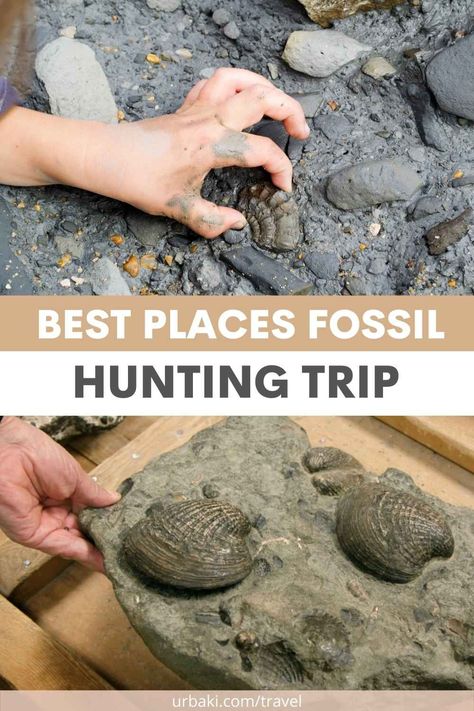 Where to look for fossils? Come with us on a fossil hunting adventure to the best places to find fossils. Where is the best place for your fossil hunting trip? Be sure to watch until the end as our best place for a fossil hunting trip is a must see.Which of these best places to find fossils do you think is the best place for your next fossil hunting trip? Comment below, we'd love to hear where you think is the best place to find fossils and where you'll be heading on your... Dinosaurs, Fossil Hunting, Rock Hunting, Bones Bracelet, Hunting Trip, Prehistoric Animals, Rock Hounding, Back In Time, Travel Ideas