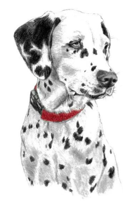 Dalmation Drawing, Bichon Frise Art, Dog Portrait Drawing, Eagle Painting, Spotted Dog, Dog Sketch, Painting Templates, Watercolor Flowers Paintings, Dog Drawing