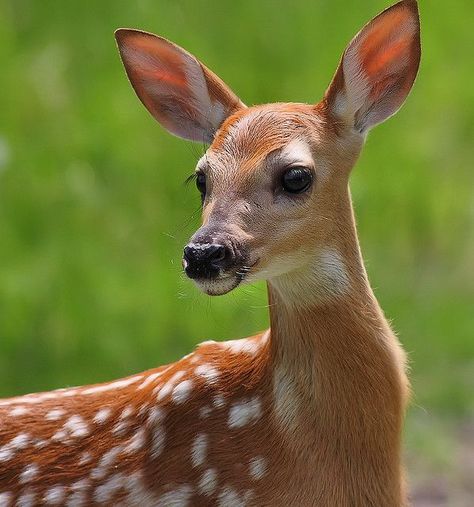 Deer Photography, Animal Photography Wildlife, Deer Photos, Photo Animaliere, Deer Pictures, Baby Deer, Animal Faces, Sweet Animals, Forest Animals