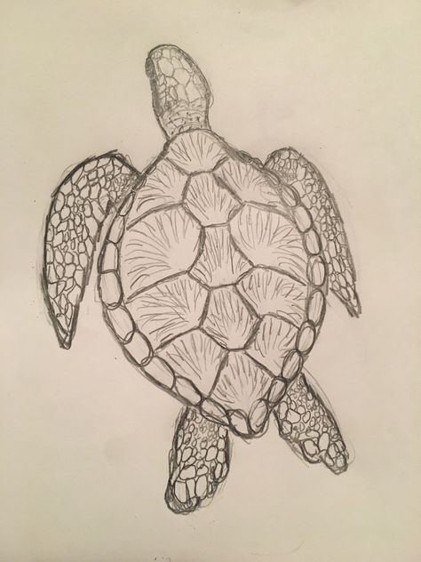 Art Sketches Turtle, Sea Turtle Sketch Simple, Simple Colored Drawings, Drawing Sea Turtles, How To Draw A Seahorse Step By Step, How To Draw Sea Turtle, Turtles To Draw, Turtle Sketch Pencil Drawings, Anomalies Art