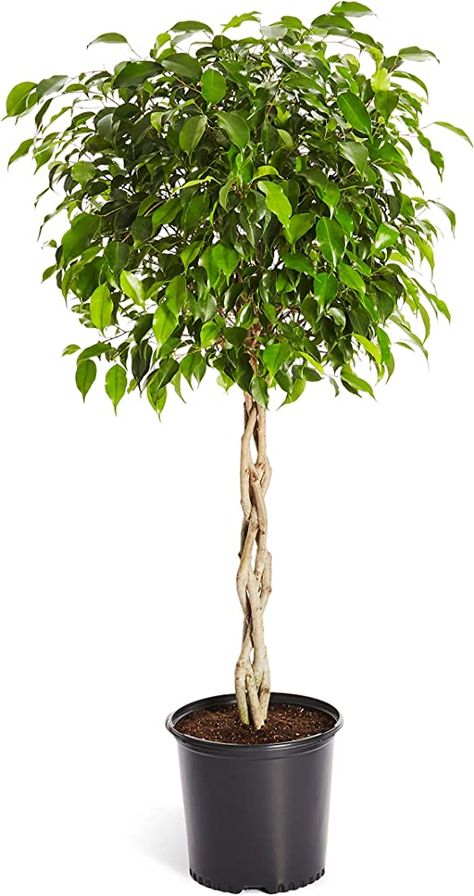 Ficus Tree Care, Ficus Exotica, Best Indoor Trees, Indoor Palm Trees, Weeping Fig, Tree In Pot, Ficus Benjamina, Large Indoor Plants, Indoor Tree