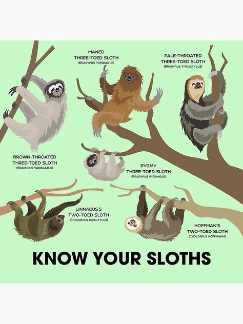 "Know Your Sloths" Poster by PepomintNarwhal | Redbubble Cute Sloth Pictures, Sloth Facts, Two Toed Sloth, Three Toed Sloth, Sloth Birthday, Sloth Life, Sloth Art, Sloth Lovers, Baby Sloth