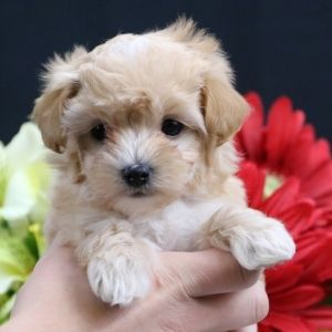 Rascal Maltipoo Puppy 624240 | PuppySpot Puppies Maltipoo, Maltese Poodle Puppies, Baby Maltese, Shichon Puppies, Maltipoo Puppies For Sale, Puppy Facts, Maltese Puppies For Sale, Maltipoo Dog, Teddy Bear Puppies