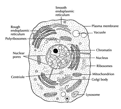 Cell Structure And Function | Cells: The Basic Units Of Life | Siyavula Human Cell Diagram, Human Cell Structure, Animal Cell Parts, Animal Cell Drawing, Coffee Painting Canvas, Animal Cell Structure, Cell Membrane Structure, Human Cell, Cell Diagram