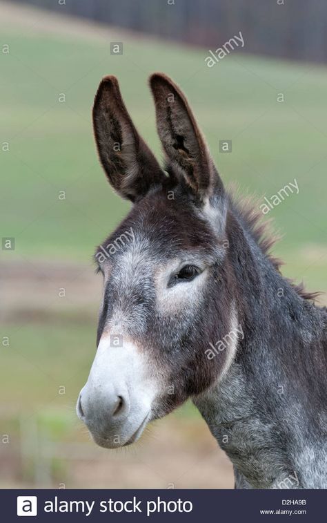 Download this stock image: Donkey with ears up alert, side view, gray burro in head shot close up. - D2HA9B from Alamy's library of millions of high resolution stock photos, illustrations and vectors. Midsummer Nights Dream, Cat Nap, Side View, Close Up, Photo Image, Vector Illustration, High Resolution, Stock Images, Resolution