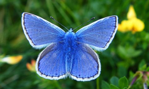 The big butterfly count 2015 – in pictures Photo Papillon, Common Blue Butterfly, Papillon Butterfly, Flying Flowers, Big Butterfly, Butterfly Kisses, National Trust, Butterfly Flowers, Butterfly Art