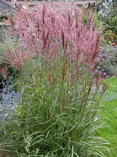 Miscanthus Malepartus, Miscanthus Sinensis Malepartus, Garden Design Software, Miscanthus Sinensis, Plant Types, Architectural Plants, Gladioli, Grasses Landscaping, Mediterranean Garden